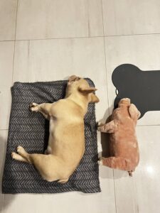 我家法鬥睡在墊子上休息，旁邊放著一隻豬玩偶